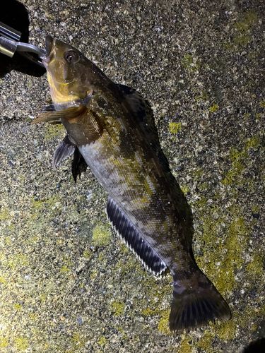 アイナメの釣果