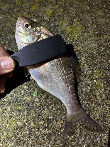 ウミタナゴの釣果
