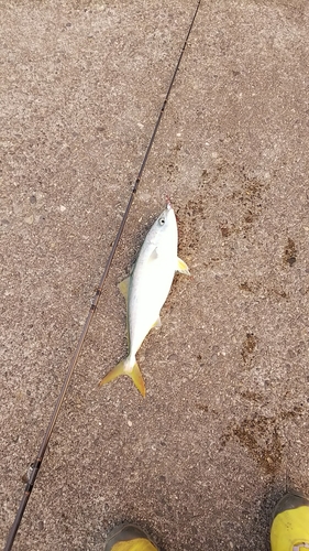 イナダの釣果