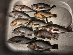 クロメバルの釣果