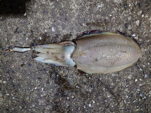コウイカの釣果