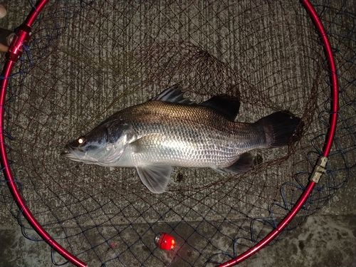 アカメの釣果