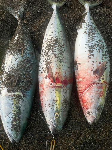ブリの釣果