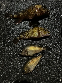 カサゴの釣果