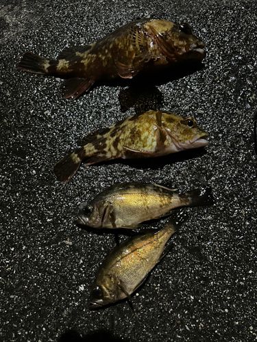 カサゴの釣果