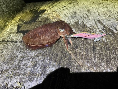 コウイカの釣果