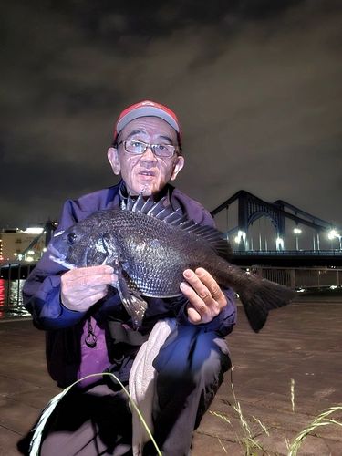 チヌの釣果