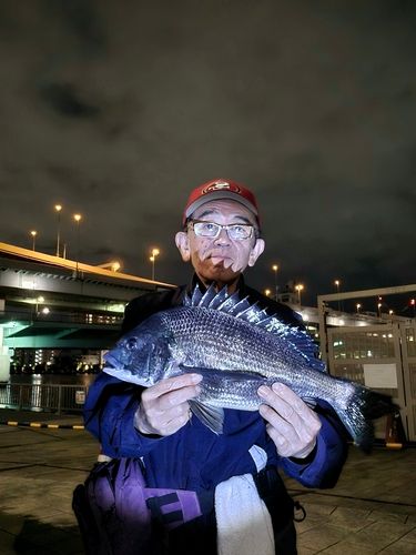 チヌの釣果