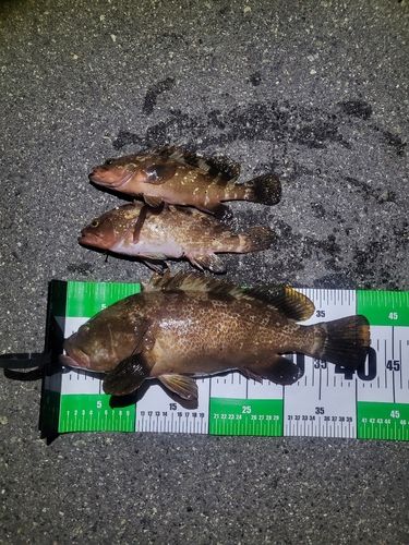 アコウの釣果
