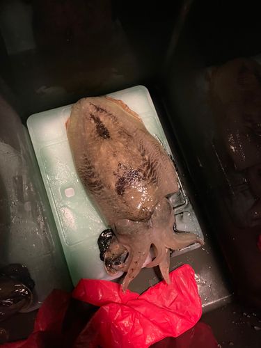 コウイカの釣果