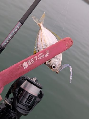 ヒイラギの釣果