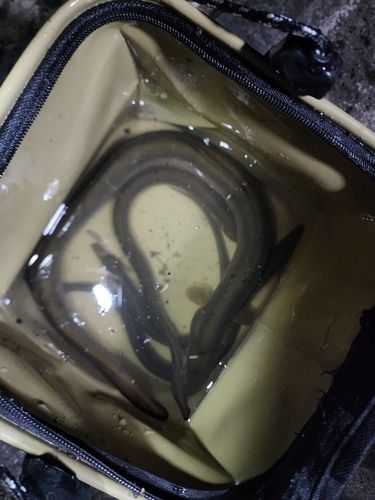 ウナギの釣果