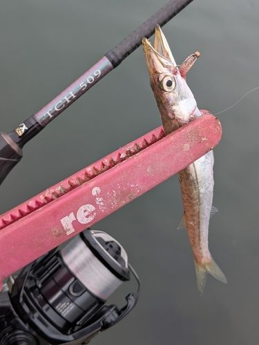 アカカマスの釣果