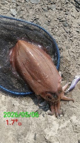 モンゴウイカの釣果