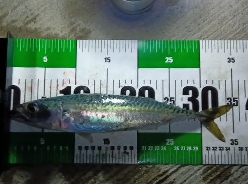 サバの釣果