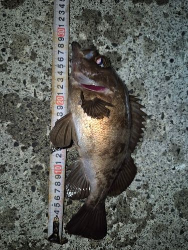メバルの釣果