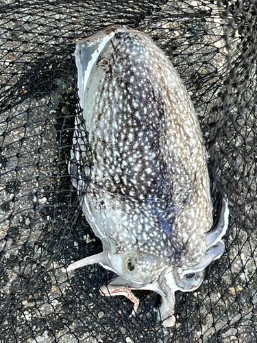 シリヤケイカの釣果