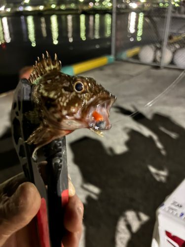 クロメバルの釣果