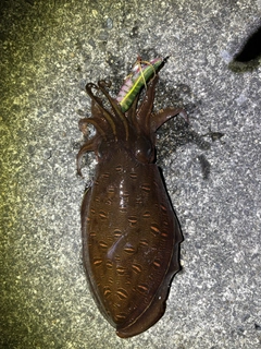 コウイカの釣果