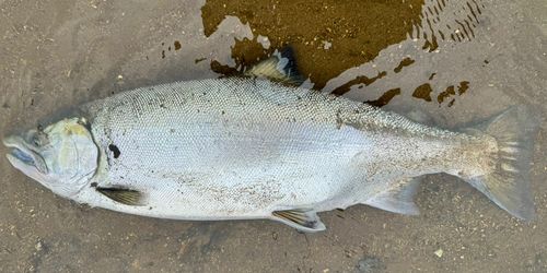 サクラマスの釣果