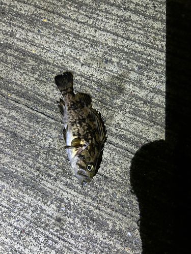 クロソイの釣果
