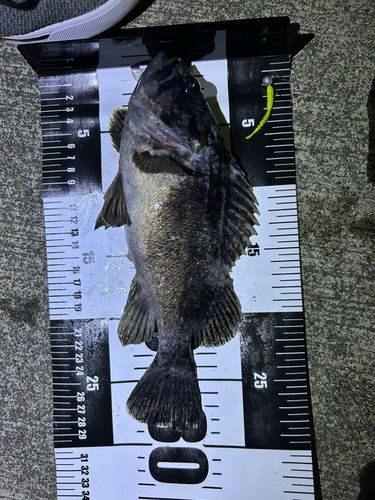 クロソイの釣果