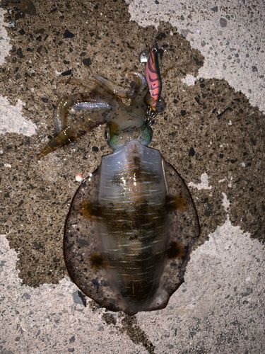 アオリイカの釣果