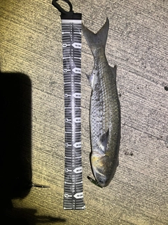 ボラの釣果