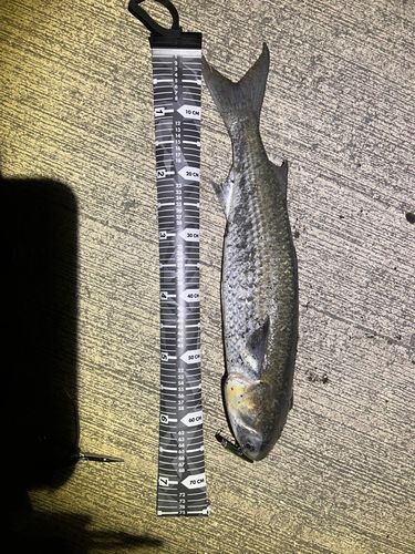 ボラの釣果