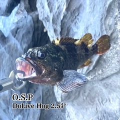 クロソイの釣果