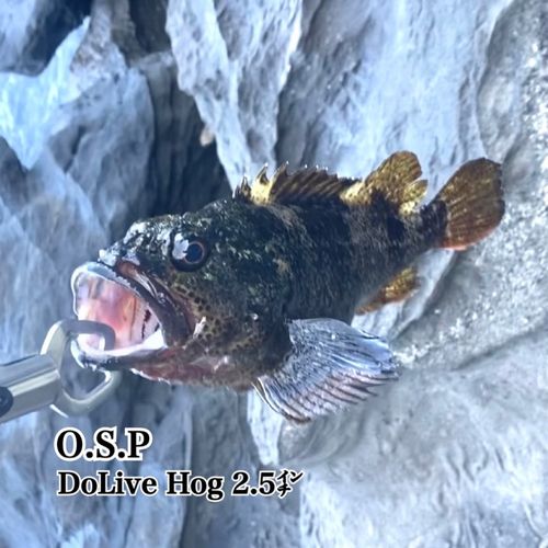 クロソイの釣果