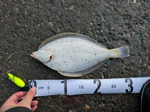 マガレイの釣果