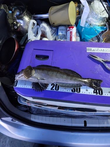 アイナメの釣果