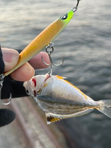 ヒイラギの釣果