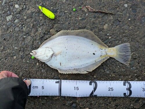 マガレイの釣果