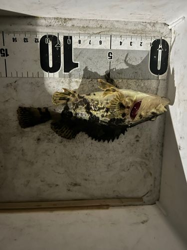 タケノコメバルの釣果
