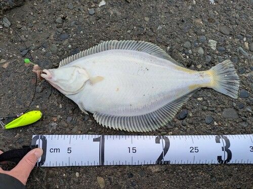 マガレイの釣果