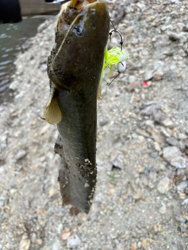 アメリカナマズの釣果