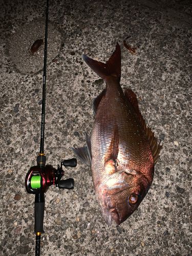 タイの釣果
