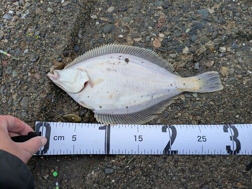 マガレイの釣果