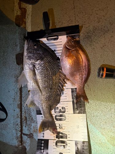 ウミタナゴの釣果