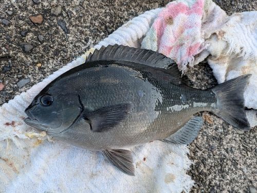 グレの釣果