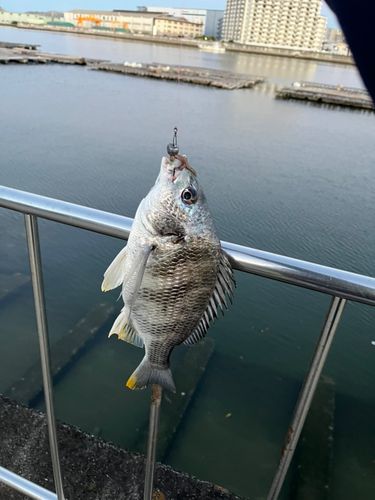 キビレの釣果