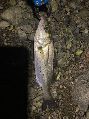 セイゴ（ヒラスズキ）の釣果