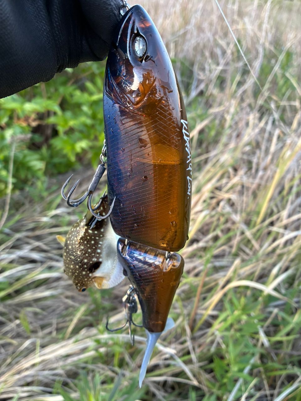 クサフグの釣果写真