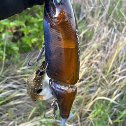 クサフグの釣果写真