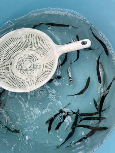 カタクチイワシの釣果