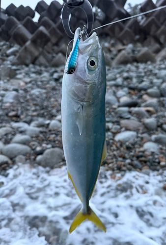 コズクラの釣果