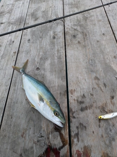 ツバスの釣果