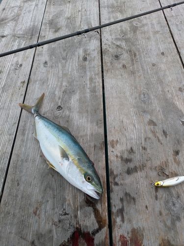 ツバスの釣果